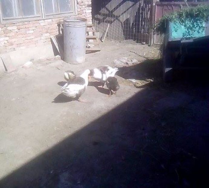  - GASTE POMERANIENE IMPORT SERBIA