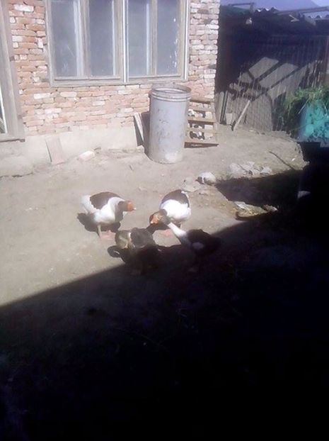  - GASTE POMERANIENE IMPORT SERBIA