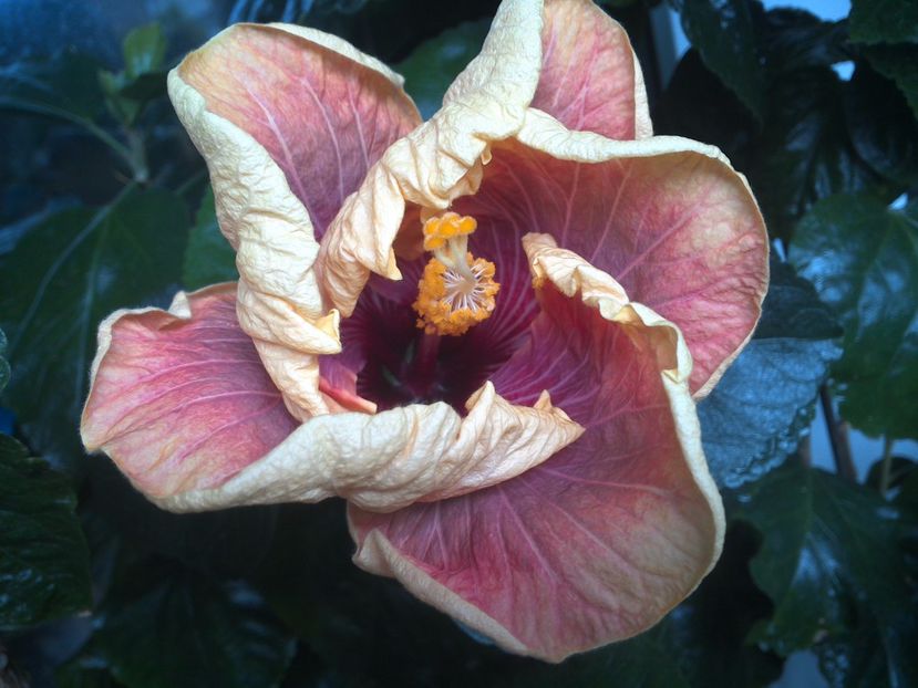 WIN_20170528_091637 - Jolanda Gommer