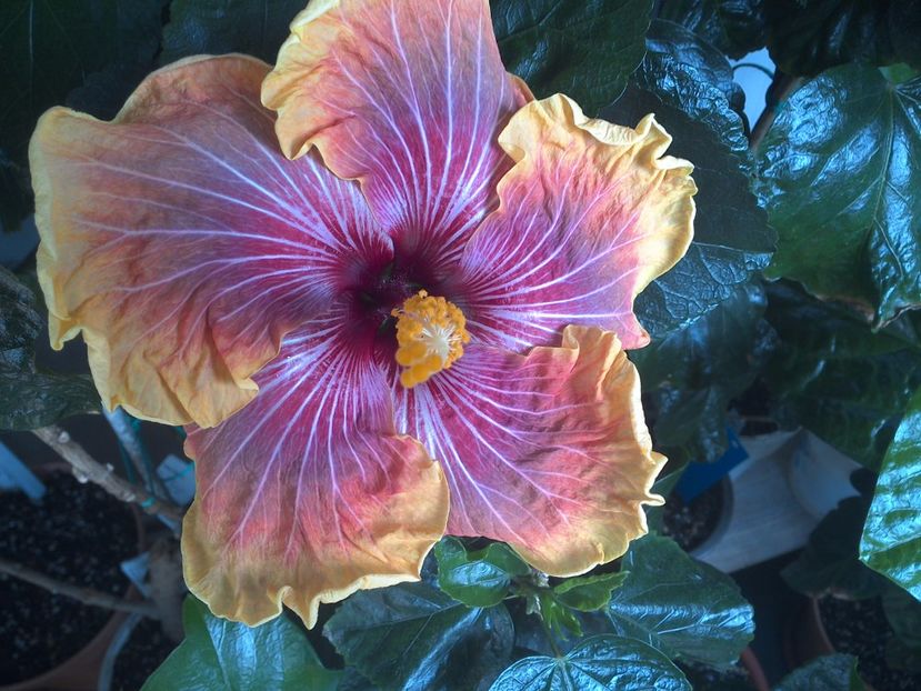 WIN_20170528_095239 - Jolanda Gommer