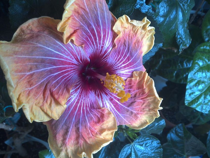 WIN_20170528_095255 - Jolanda Gommer