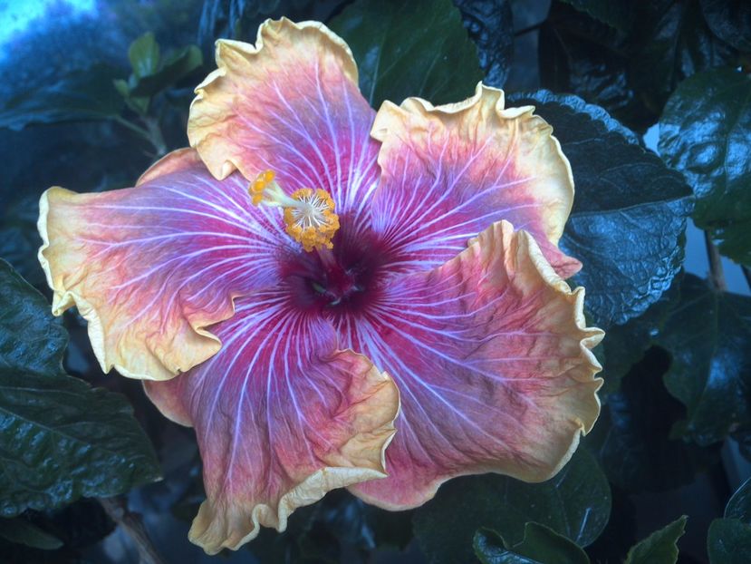 WIN_20170528_095325 - Jolanda Gommer