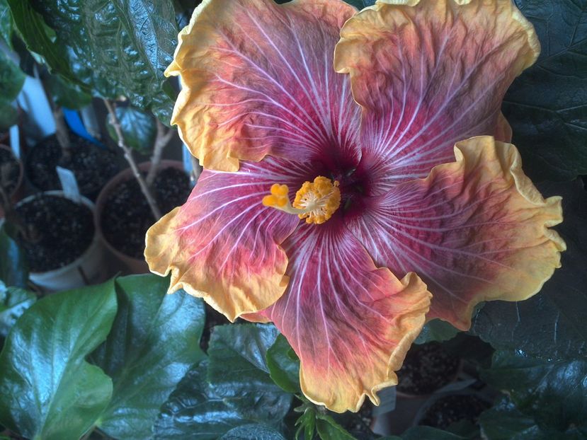 WIN_20170528_095337 - Jolanda Gommer