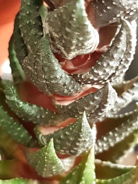 IMG-20170528-WA0001 - Haworthia