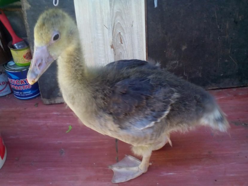  - gâște sălbatice