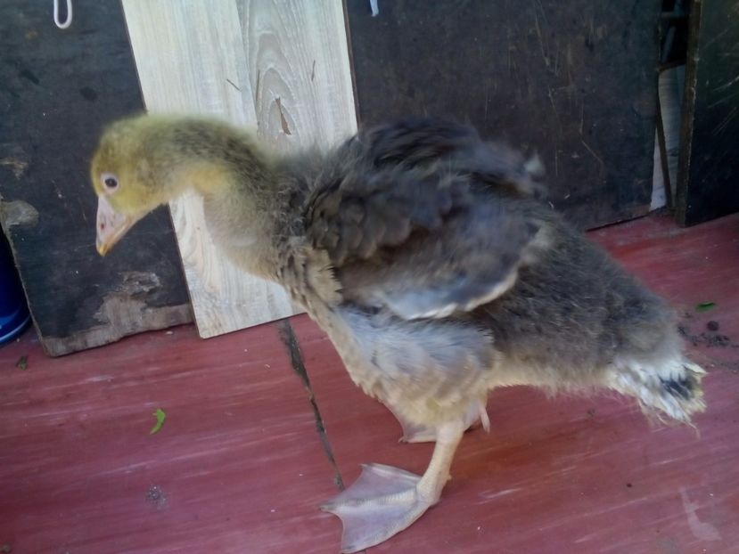  - gâște sălbatice