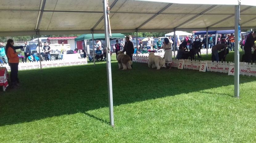  - ARCAN EXPO CAC SI CLUB MIORITIC SIBIU 2017