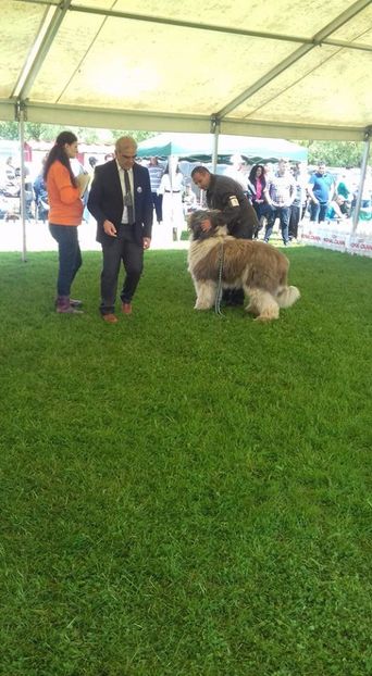  - ARCAN EXPO CAC SI CLUB MIORITIC SIBIU 2017