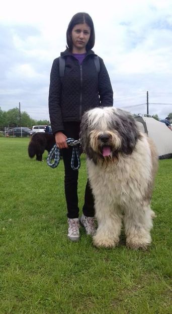  - ARCAN EXPO CAC SI CLUB MIORITIC SIBIU 2017