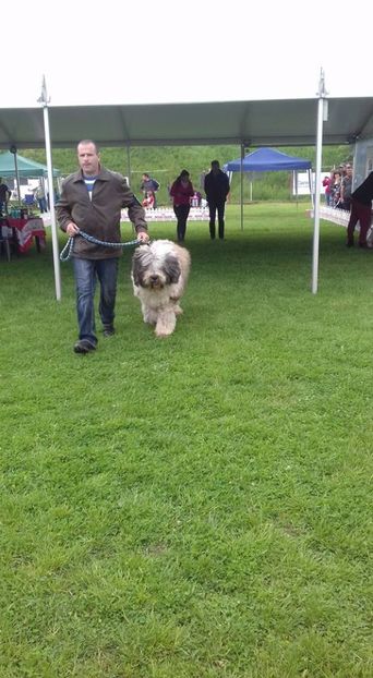  - ARCAN EXPO CAC SI CLUB MIORITIC SIBIU 2017