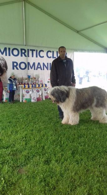  - ARCAN EXPO CAC SI CLUB MIORITIC SIBIU 2017