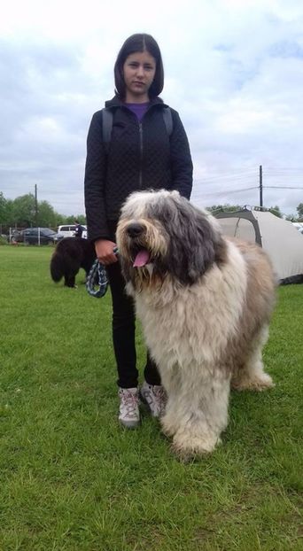  - ARCAN EXPO CAC SI CLUB MIORITIC SIBIU 2017