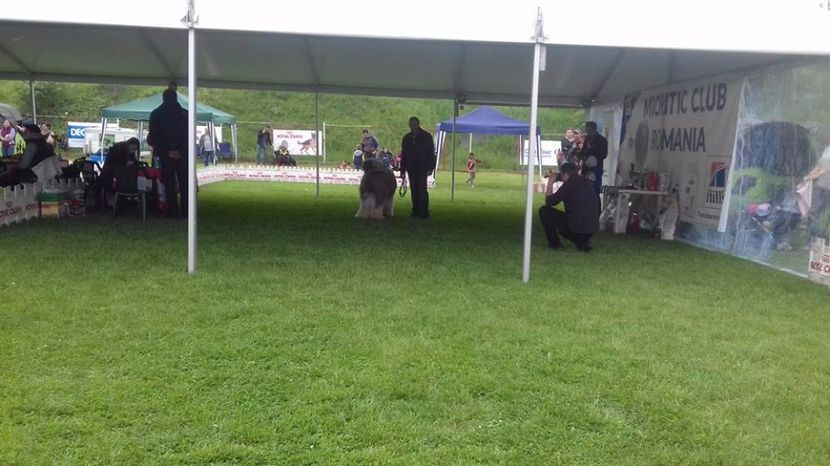  - ARCAN EXPO CAC SI CLUB MIORITIC SIBIU 2017