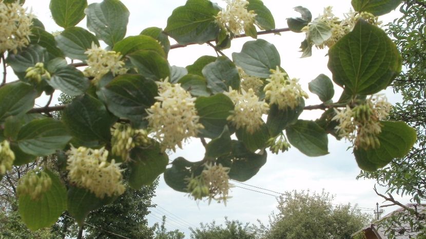 Sanger - Arbori si plante melifere