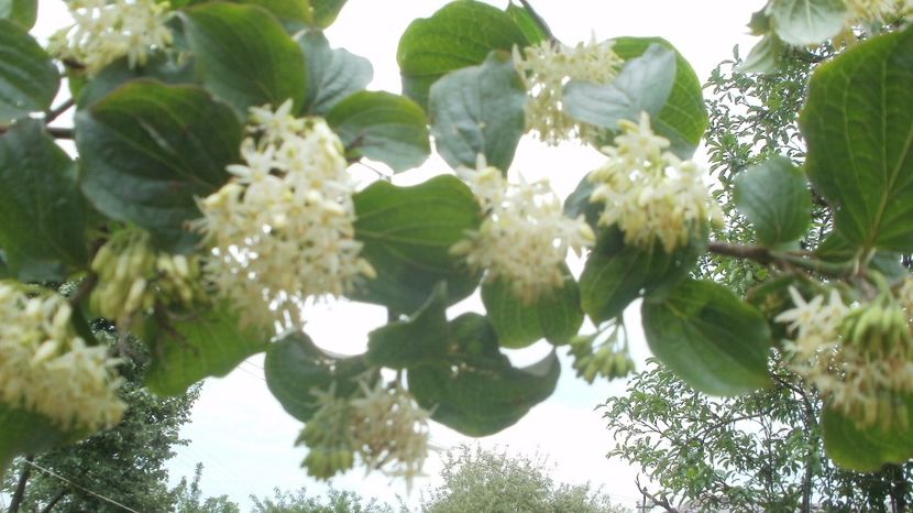 Lemn cainesc - Arbusti ornamentali