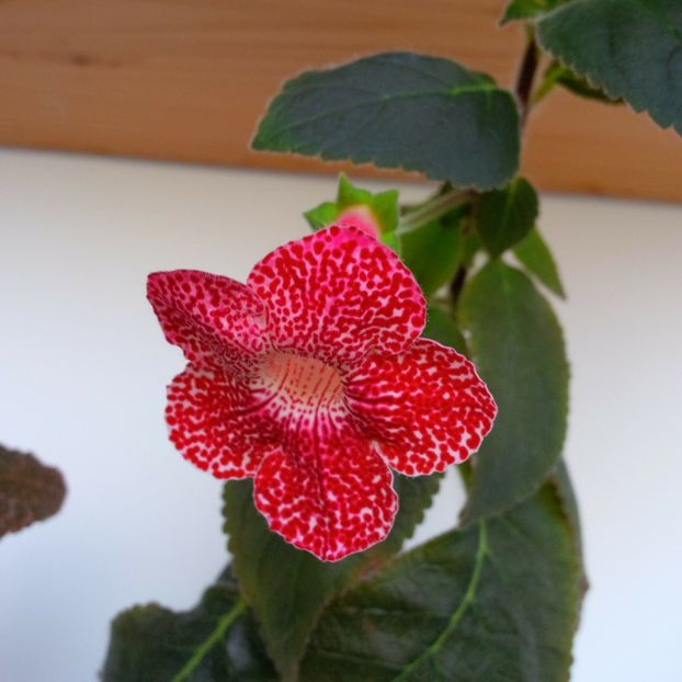 Mai 2017 - SCIADOTYDAEA