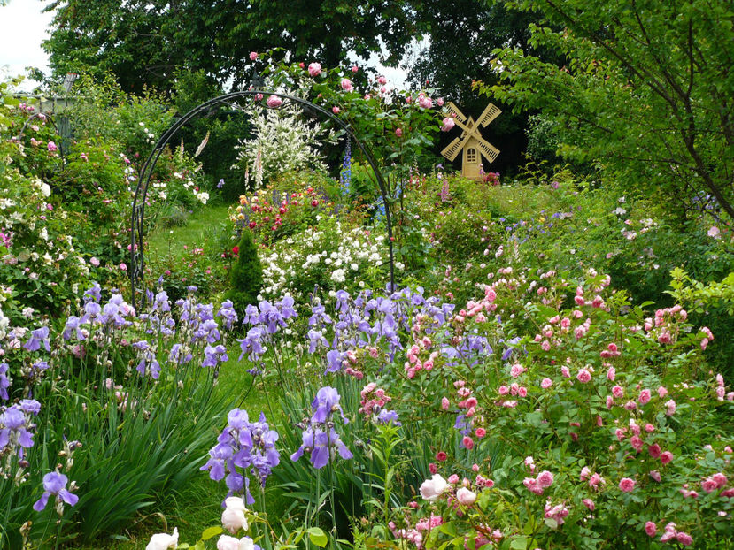 P1290123 - 2017_Idilic Garden_Trandafiri