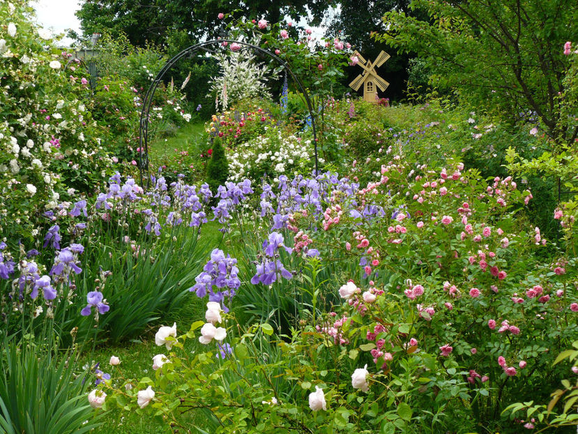 P1290126 - 2017_Idilic Garden_Trandafiri