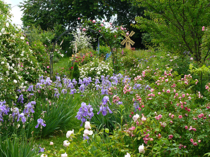 P1290127 - 2017_Idilic Garden_Trandafiri