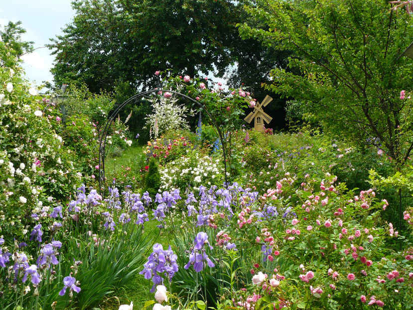 P1290129 - 2017_Idilic Garden_Trandafiri