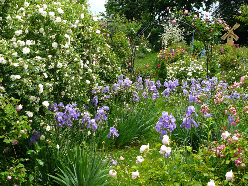P1290130 - 2017_Idilic Garden_Trandafiri