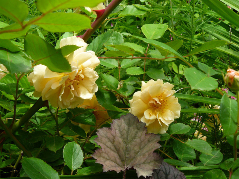 Buff Beauty - 2017_Idilic Garden_Trandafiri