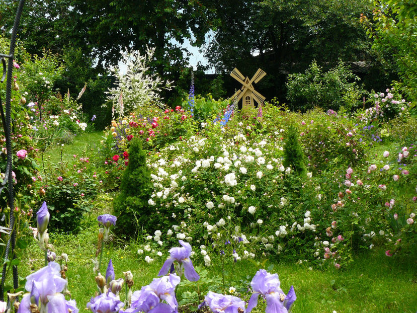 P1290138 - 2017_Idilic Garden_Trandafiri