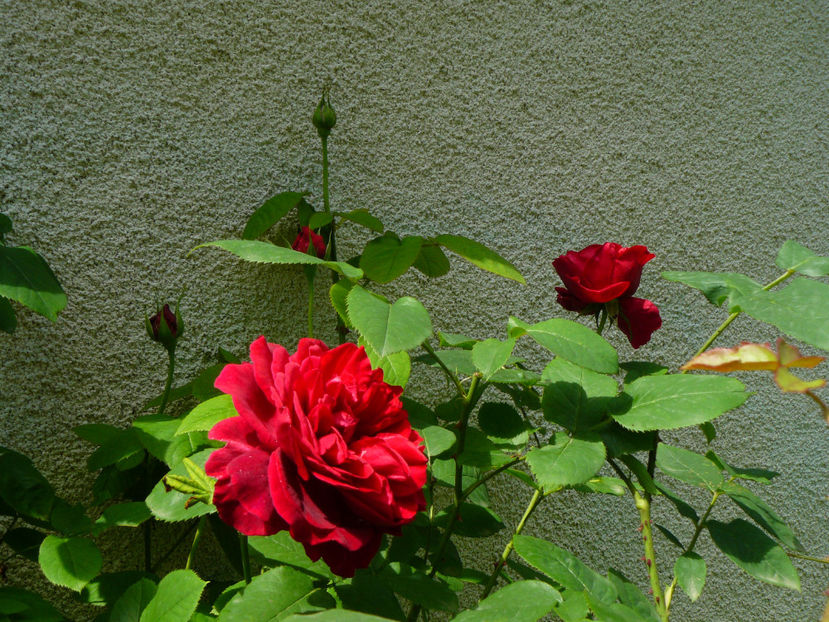 L.D Braitwhite - 2017_Idilic Garden_Trandafiri