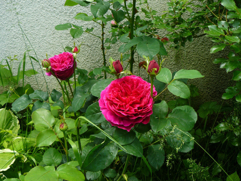 Othello - 2017_Idilic Garden_Trandafiri