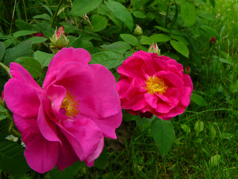 Galica Oficinalis - 2017_Idilic Garden_Trandafiri