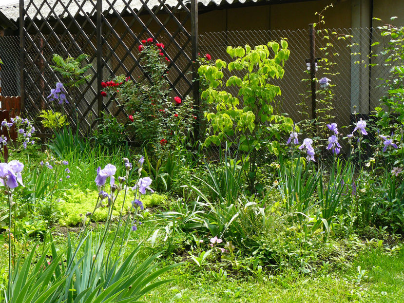 P1290158 - 2017_Idilic Garden_Trandafiri