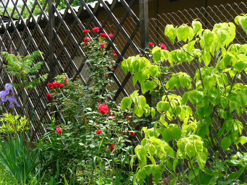 Blaze - 2017_Idilic Garden_Trandafiri