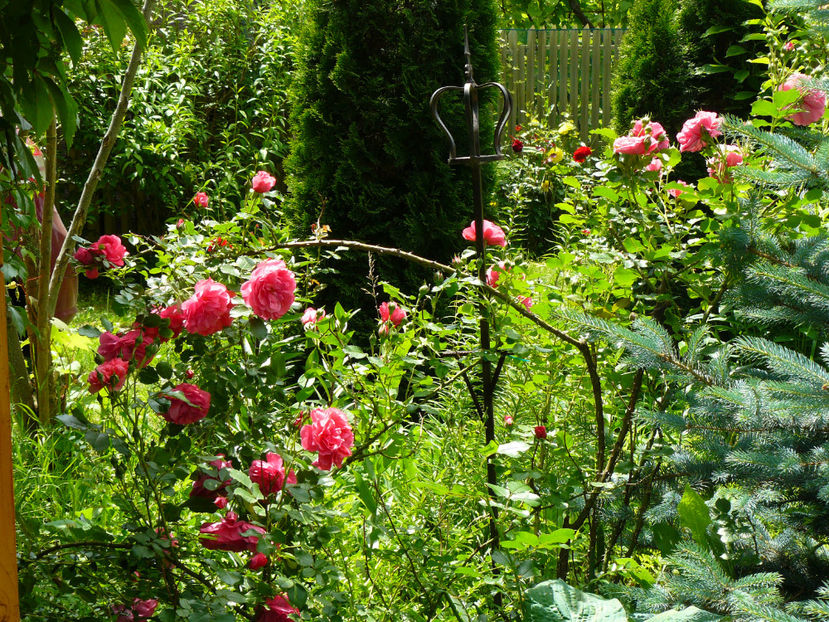 Rosarium Ueterson - 2017 Trandafiri Gradina Rozelor