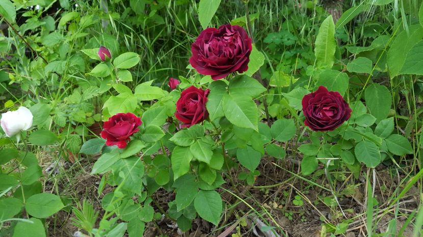  - Souvenir du Docteur Jamaine