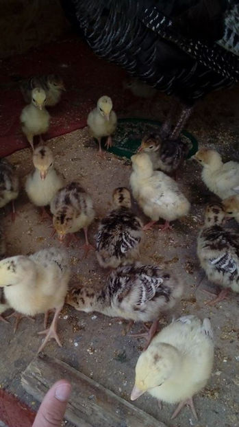  - Curca 4 si Curca 5