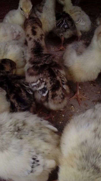  - Curca 4 si Curca 5