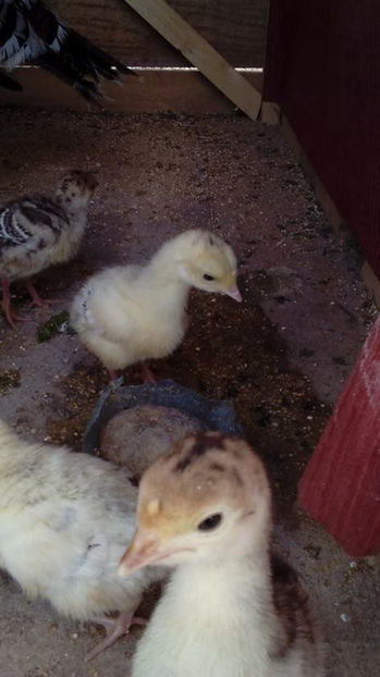  - Curca 4 si Curca 5