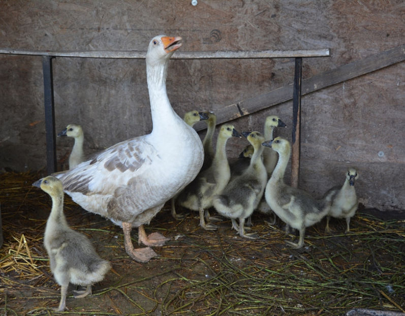 a 3-a serie - B2 - Gaste Africane si Chinezesti