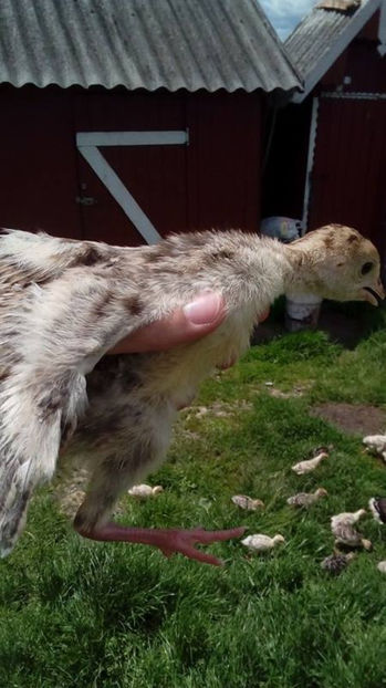 Bronzat - Pui curca 2017