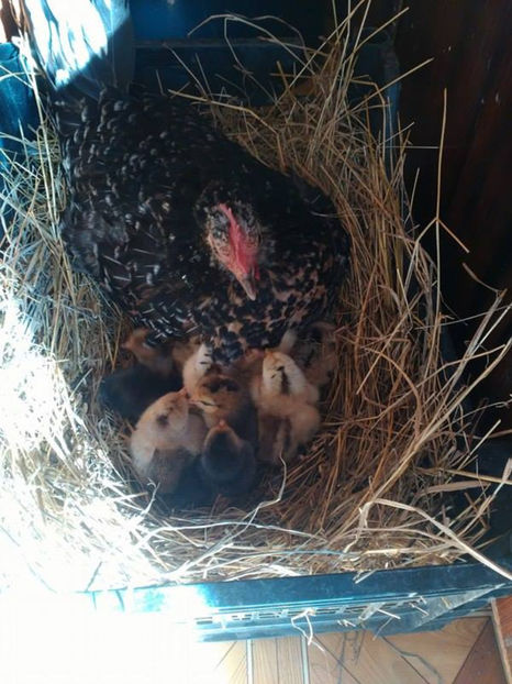  - Pui gaina pitica 2017