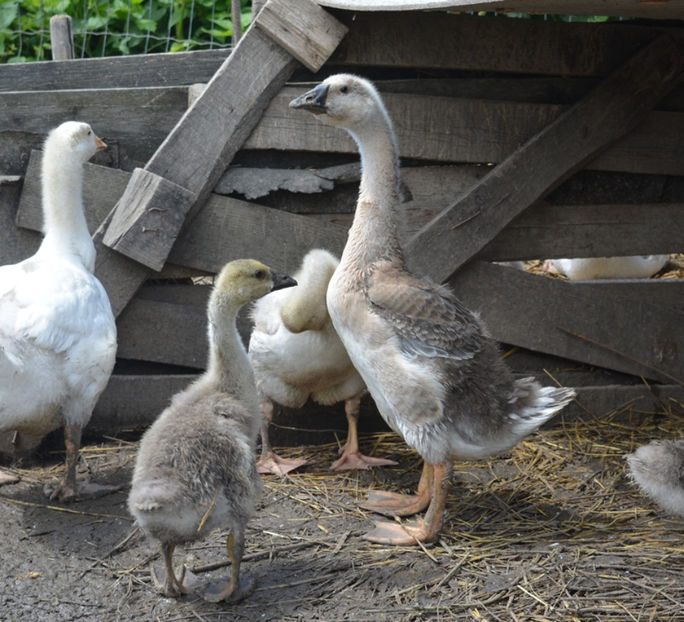 micul print - B2 - Gaste Africane si Chinezesti