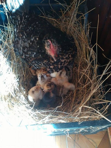  - Pui gaina pitica 2017