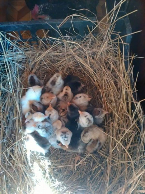 23 de pui din 24 de oua! - Pui gaina pitica 2017