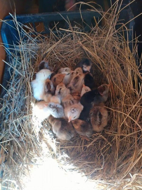  - Pui gaina pitica 2017