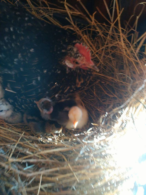  - Pui gaina pitica 2017