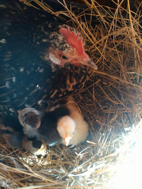  - Pui gaina pitica 2017