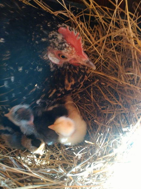  - Pui gaina pitica 2017