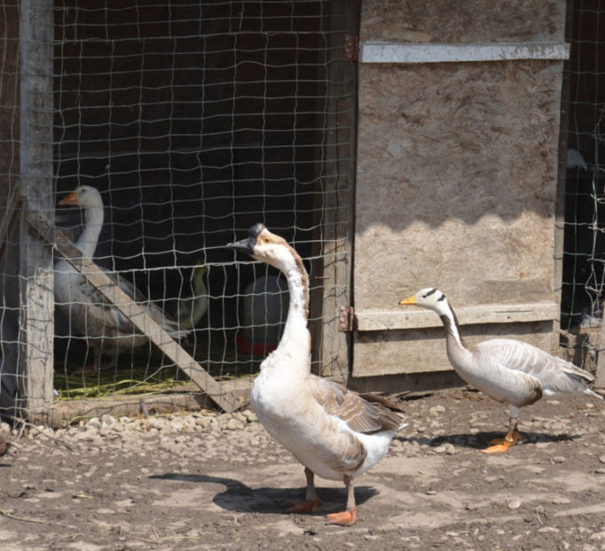 un tata mandru - B2 - Gaste Africane si Chinezesti