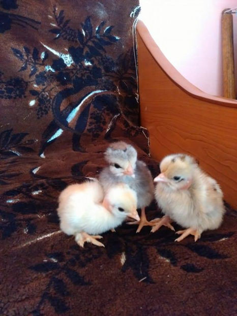 Trei puișori frumușei!! - Gat golas pitic