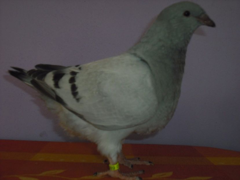 6864-17 - Tineret 2017